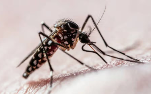 A qué temperatura puede sobrevivir el mosquito que transmite el dengue