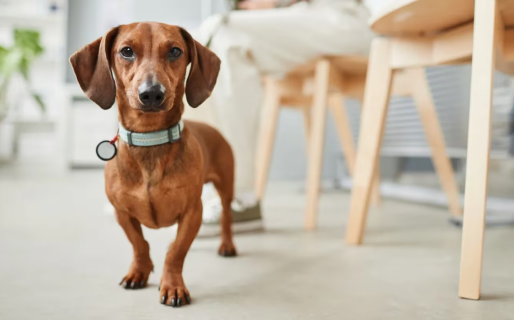 Un perro salchicha atacó a una mujer, le arrancó parte de la mejilla y se la comió delante de ella