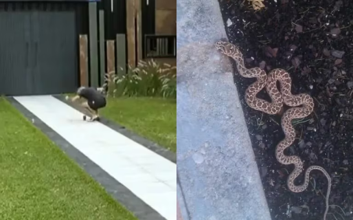 Apareció una víbora en Gran Hermano 2023 y los participantes entraron en pánico