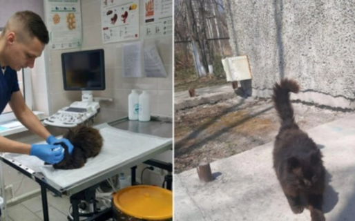Un gato callejero va todos los años a una clínica veterinaria a hacerse un chequeo médico