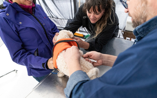 Éxito en la Jornada Ambiental: 150 perros y gatos recibieron vacunas