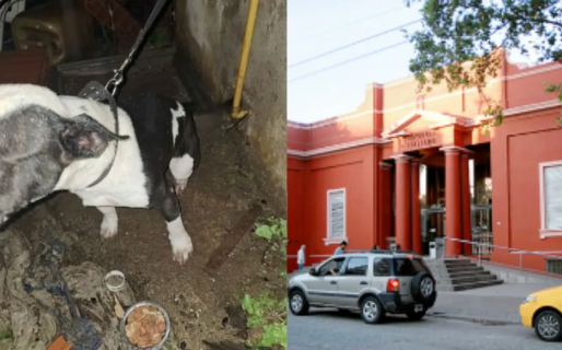 Encontraron a un hombre con los genitales amputados: asegura que su perro lo atacó dentro de su propia casa