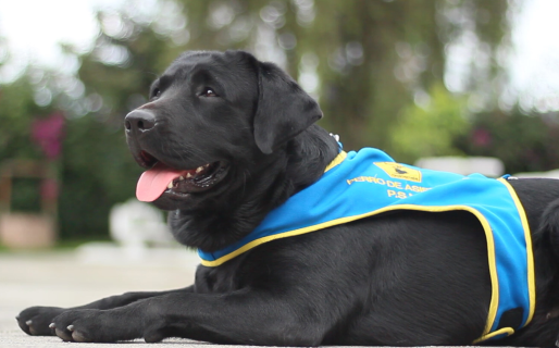 Un estudiante con autismo ganó una lucha legal y podrá asistir a clases con su perro