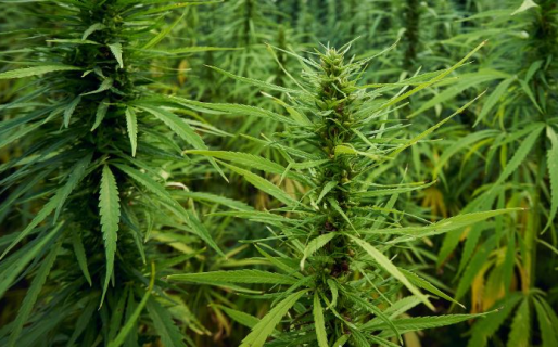 Un joven fue asesinado cuando perseguía a un hombre que le robó dos plantas de marihuana de su casa