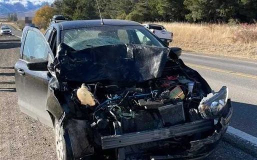 Un auto impactó a un ciervo que cruzaba la ruta entre Esquel y Trevelin