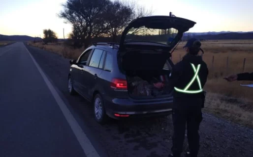 Llevaba dos guanacos y un ñandú muerto en el baúl del auto