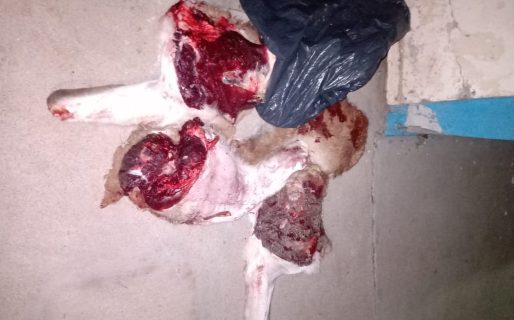 Detuvieron a un hombre con un fusil y carne de guanaco