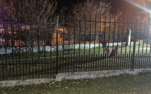 Entró a robar a la casa de una familia que estaba de vacaciones, lo atacaron dos pitbulls y está internado