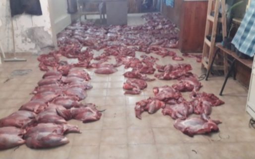Secuestran 1200 kilos de carne de guanaco en la Ruta 25