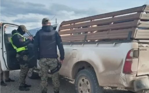 Decomisan 4 ovinos faenados en operativo contra abigeato