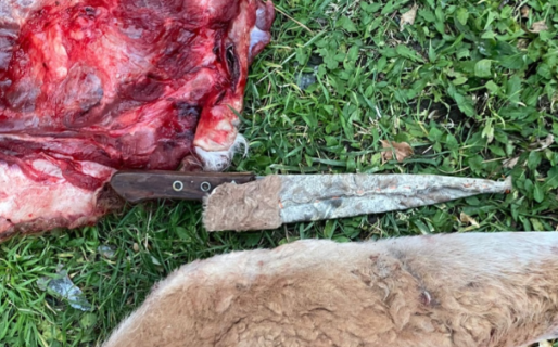 Atraparon a dos personas cazando guanacos con galgos