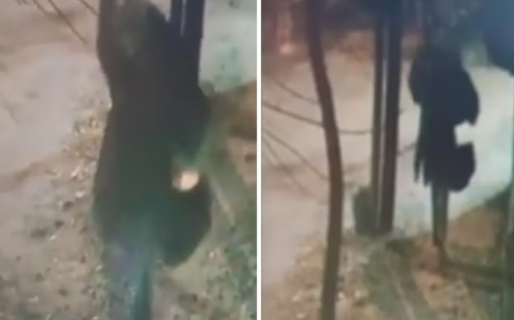 Maniataron a un jubilado, le taparon la boca con una bufanda y lo golpearon hasta matarlo