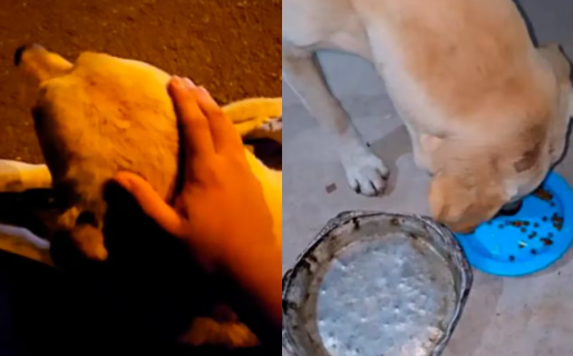 Un joven rescató a un perro que fue abandonado: el emotivo antes y después