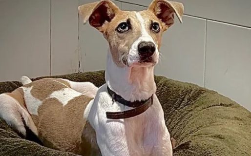 Demandarán a Gran Hermano por la tenencia de Arturo: la palabra de los rescatistas