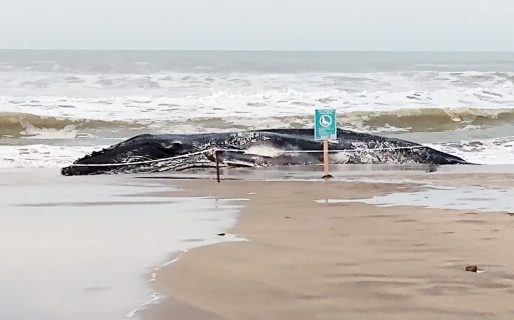 Misterio y especulaciones por la aparición de una ballena muerta en Pinamar