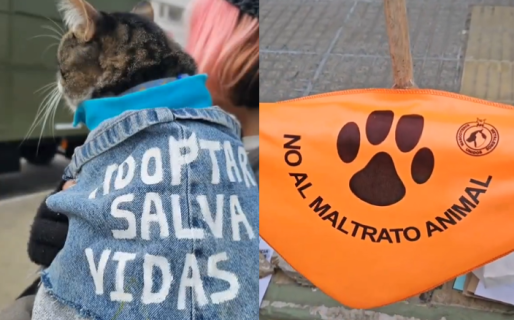 Se realizó una jornada por los derechos animales en Comodoro