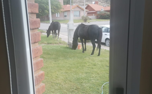 Caballos “invadieron” el barrio Medanos