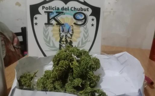 Llevaba 42 dosis de cannabis a bordo de un colectivo