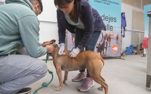 El tráiler de castración continúa en el barrio Bella Vista Sur