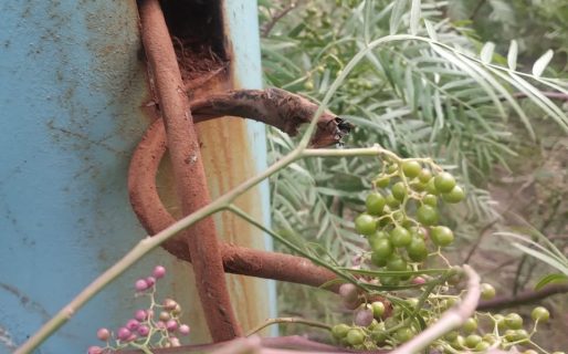 Robaron cables en las instalaciones de Chenque Rugby Club