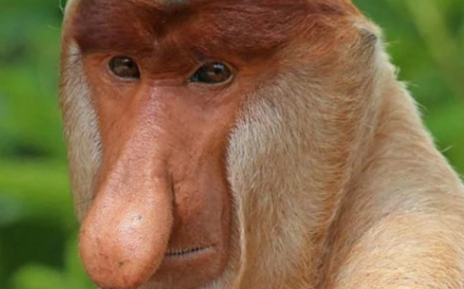 Descubren que los monos «más feos del mundo» atraen a las hembras con su nariz