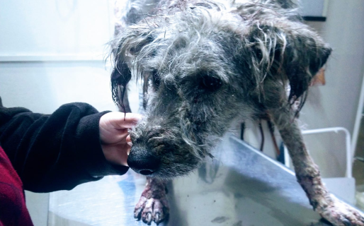 Crueldad animal: tiraron un perro enfermo a un campo para dejarlo morir