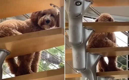 Un joven estaba buscando a su perro y lo encontró en una situación “paranormal”