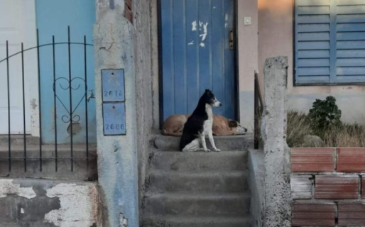 Quedaron abandonados los perros de la mujer asesinada por su hijo