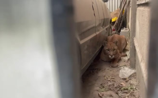 Una mujer encontró un puma en el garage de su casa