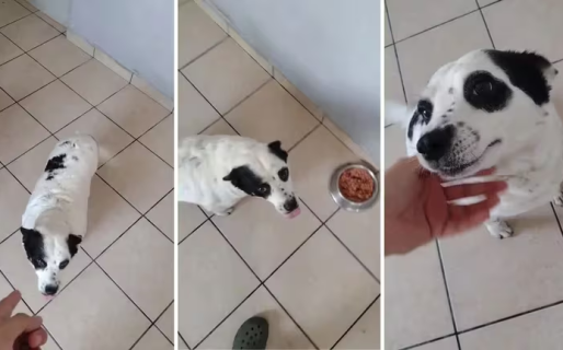 “¿Las mujeres son muy complicadas?”: Mostró la diferencia de sus mascotas a la hora de comer y se hizo viral