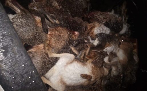 Incautan liebres y arma de fuego por caza ilegal