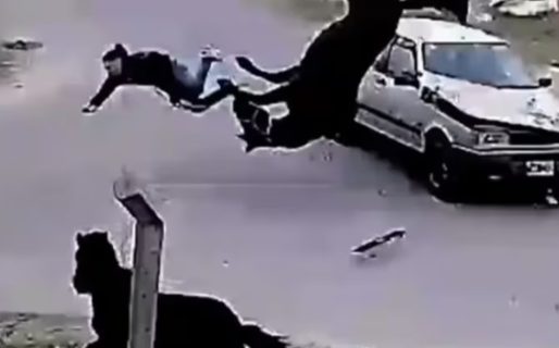 Un joven se robó un caballo, intentó huir, los chocó un auto y terminaron volando por el aire