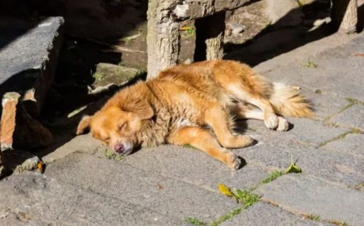 Un hombre fue detenido después de matar a tiros al perro de su vecina