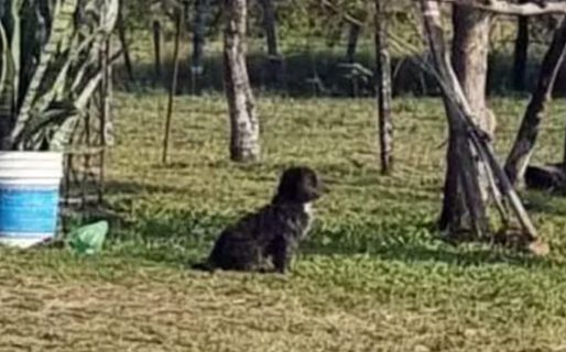 La imagen de la desolación: el perrito de Aitana, la nena asesinada en Corrientes, la sigue esperando