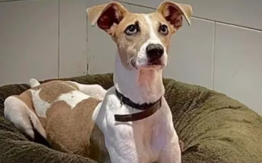 Arturo, el perro de “Gran Hermano”, tuvo un accidente y Bautista lo salvó en el último momento