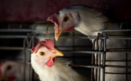 La OMS confirmó la primera muerte de una persona infectada por gripe aviar
