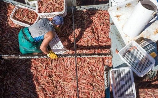 CAPIP rechazó asignación de cuota social de langostino para Río Negro y la abstención de Chubut