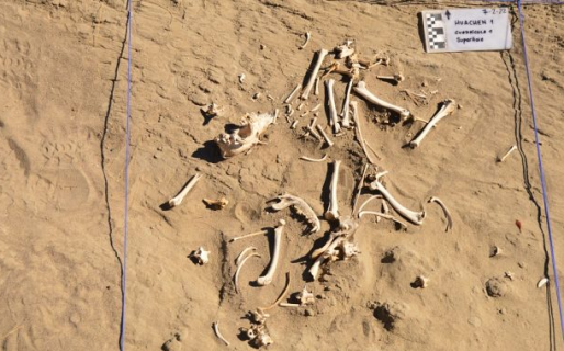 Descubren en Chubut al primer perro de carga en Sudamérica