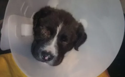 Un cachorro de dos meses necesita una urgente operación y piden ayuda de la comunidad