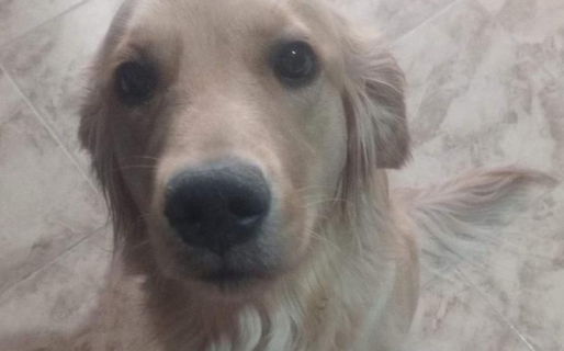 Entraron a robar a su casa y su perra se escapó