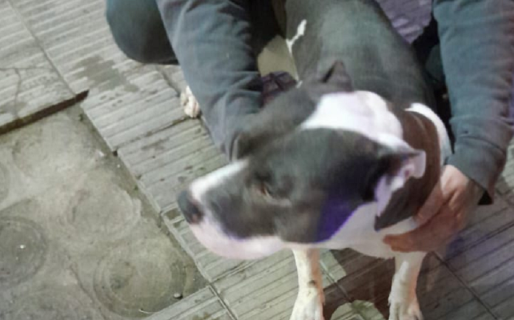 Dos hombres quedaron detenidos por intentar robar un perro
