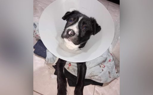 Tienen que realizarle una cirugía costosa a Bobi y piden ayuda para recaudar el dinero