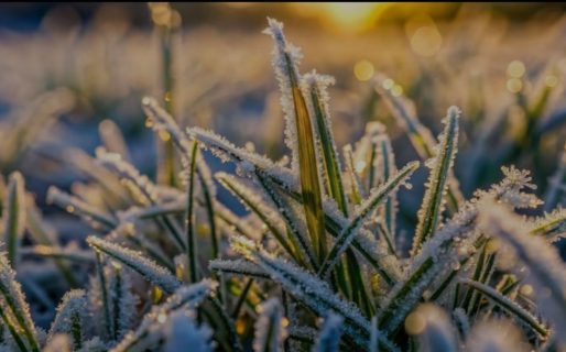 Frío polar: qué es la peligrosa helada negra que afecta a toda la Argentina
