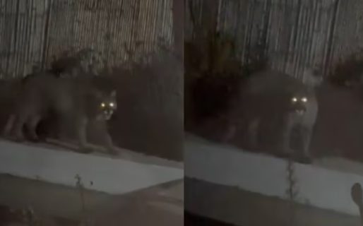 Un puma se metió en el patio de una casa y alarmó a todos los vecinos