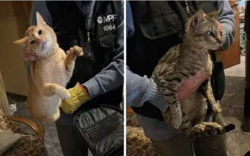 Rescataron a 12 gatos que estaban hacinados en una casa