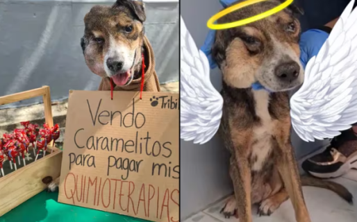 La historia de Tribilín, el perro con cáncer que “vendía dulces” para pagar sus quimioterapias