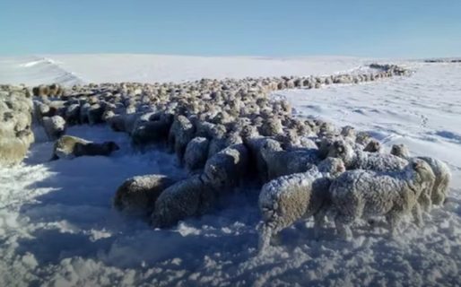 El Calafate: La dramática situación que se vive por las temperaturas de hasta -18°