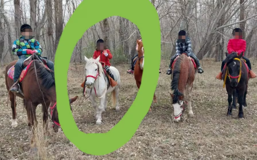 Faenaron en Río Negro a un caballo que ayudaba a chicos con discapacidades