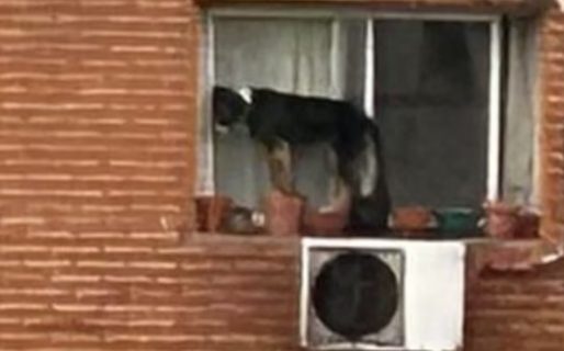 Dramático rescate de un perro: su dueña lo dejó todo el día al borde de la ventana de un sexto piso
