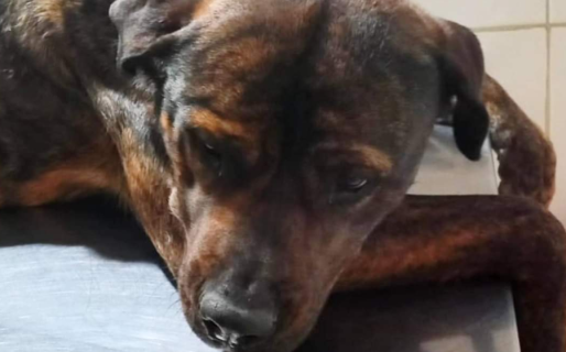 Buscan testigos que puedan brindar datos sobre la persona que mató a balazos a un perro en Km. 14